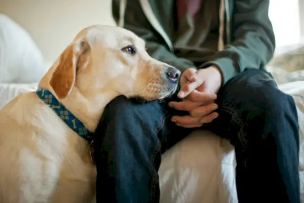 câine labrador sprijinindu-și capul în poala stăpânilor