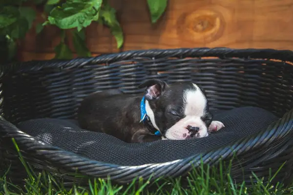 Boston Terrier valp som sover ute i en svart kurv om sommeren
