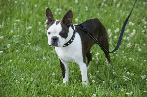 boston terrier i bånd