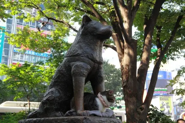Hachiko stojąca czarno-białe zdjęcie z Wikimedia Commons