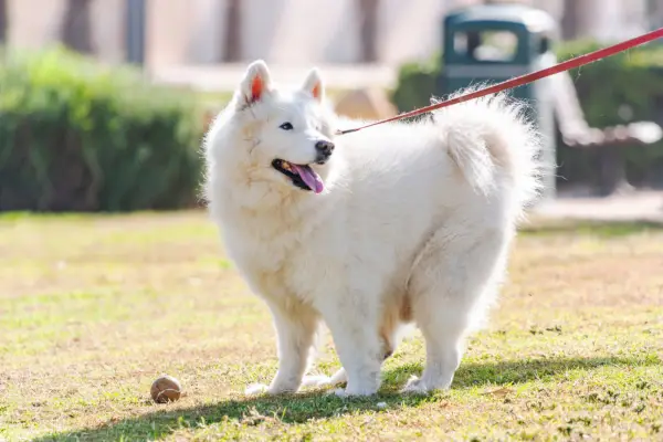 vit fluffig hund i koppel stående i parken