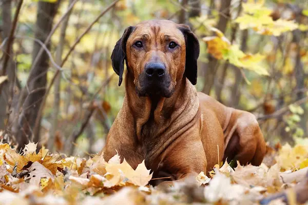 Rhodéský ridgeback.