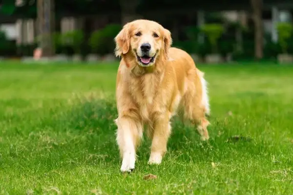 Un feliç gos adult Golden Retriever relaxant-se en un parc