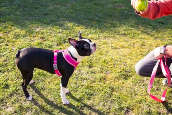Boston terrier amb un entrenador