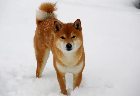 Shiba Inu sniege