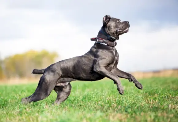 rossz cane corso jumping