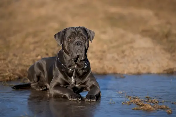 cane corso egy fagyott tócsában