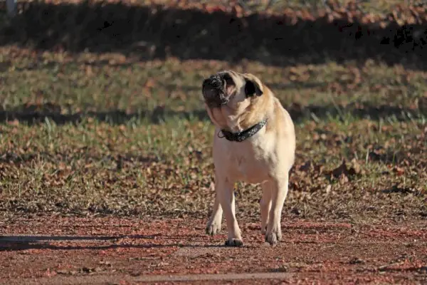 屋外で吠えるかわいいパグ犬
