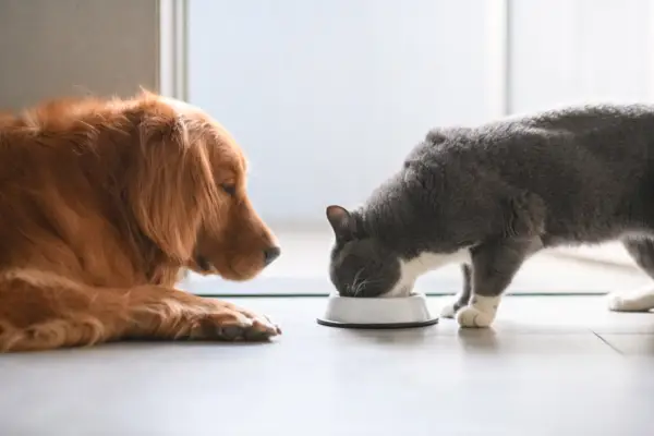 餌を食べている猫を見つめる犬