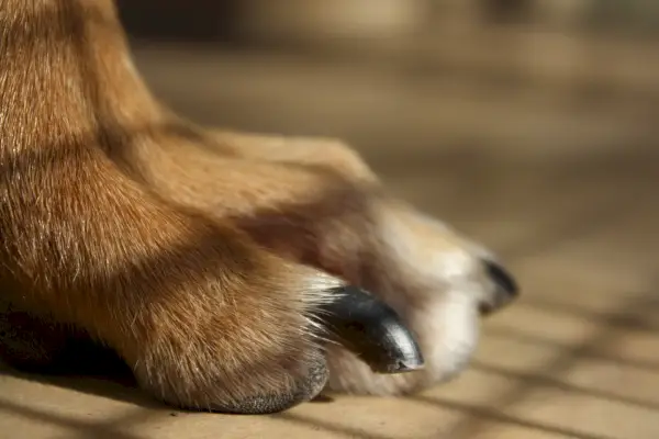 犬のクローズアップ