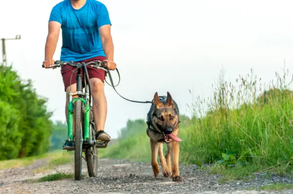 ジャーマン・シェパード犬のトレーニング中に自転車に乗る