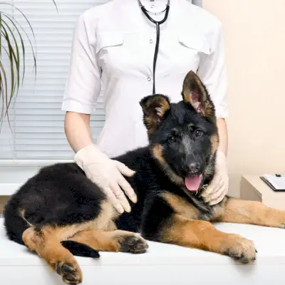 פרדניזון לכלבים