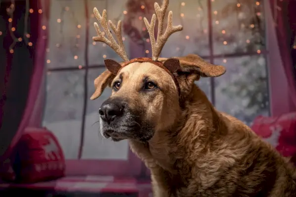 šuo, dėvintis kalėdinį kostiumą