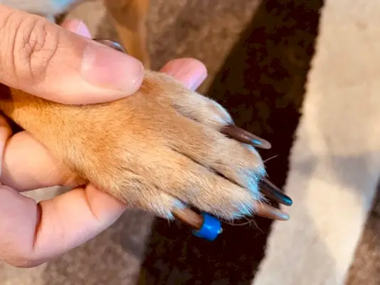 erste ToeGrip-Anwendung