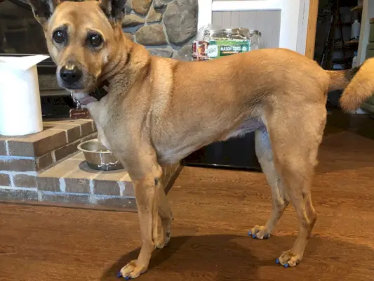 ein Hund mit Zehengriffen