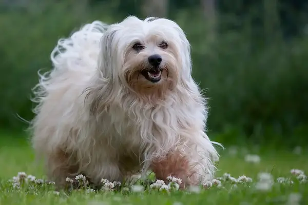 A sable colored 6 years young male Havanese, a small dog and quiet dog breed, on green grass with daisies.
