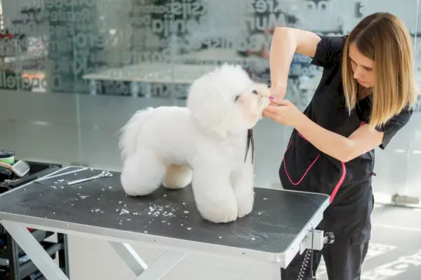 Perro Bichon Frise en salón de belleza