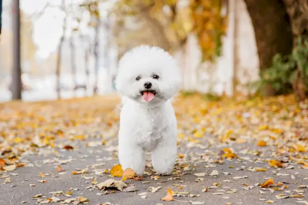 Perro Bichon Frise al aire libre con hojas de otoño