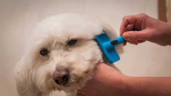 Perro Bichon Frise arreglado en un salón.