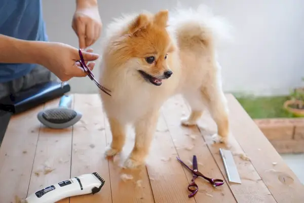 een Pommerse puppy verzorgen