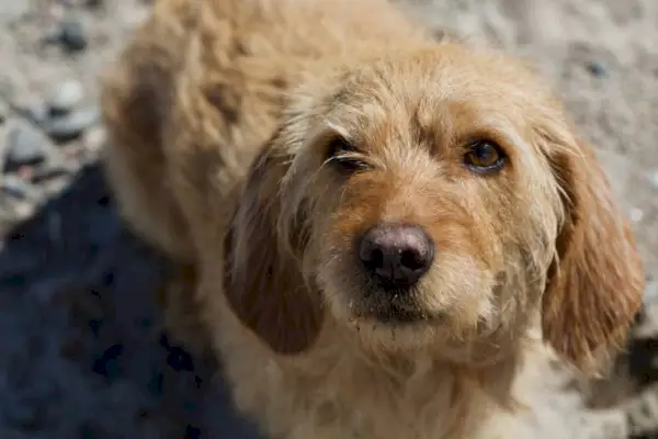 Söpö punainen pörröinen Basset Fauve de Bretagne -koira rannalla kesällä
