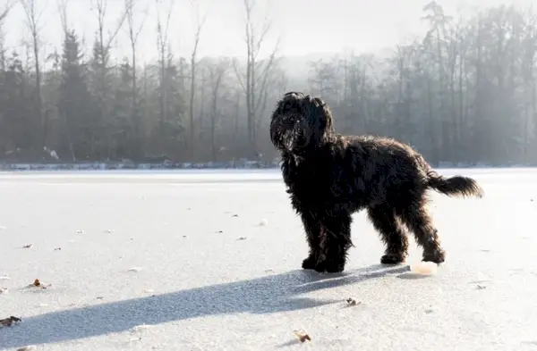 Söpö musta labradoodle koira seisoo Snow