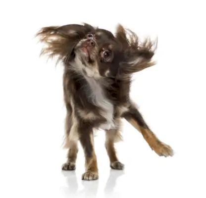 Divisorio per cani_v2_NEW_MAY_24_