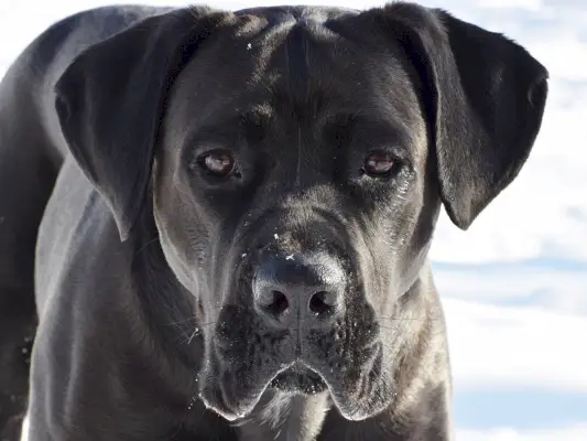 Cane-Corso-Pixabay