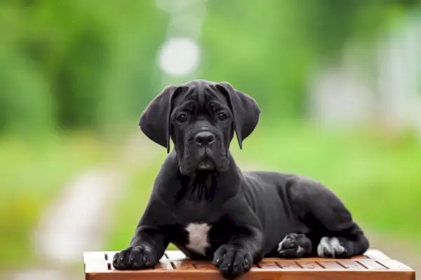 Cane Corso Welpe