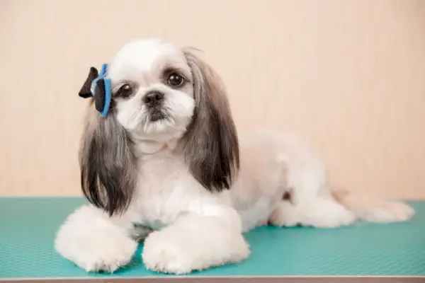shihs tzu hosszú fülű kiskutya vágással
