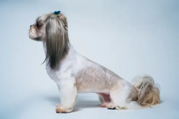 shih tzu középen rövid, a végén levágva