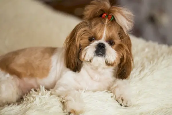 shih tzu praktikus felső csomóval