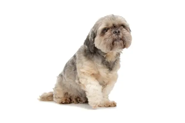 shih tzu közepes hosszúságú kölyökvágással
