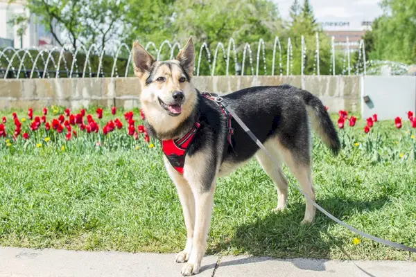 Vidēja izmēra jauktu suns_Jevgeņija Ivanova_Shutterstock