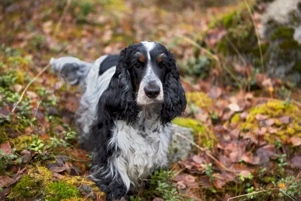 zils roan un iedeguma kokerspaniels