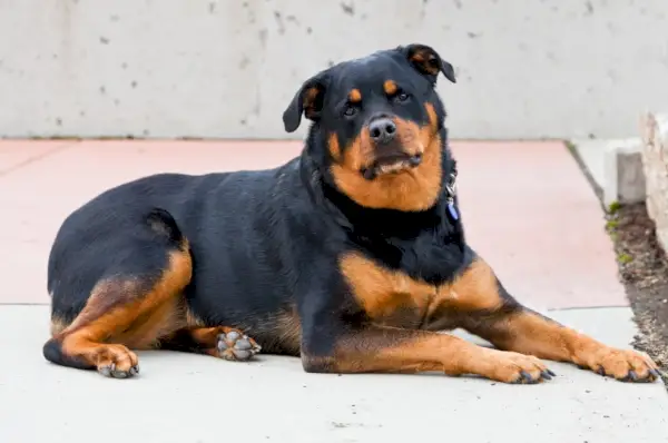 romeinse rottweiler liegt
