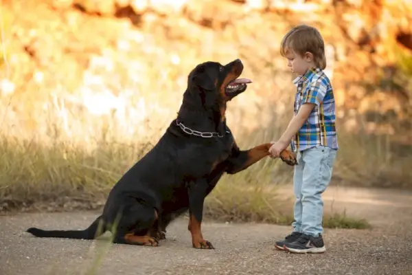 kind speelt met rottweiler
