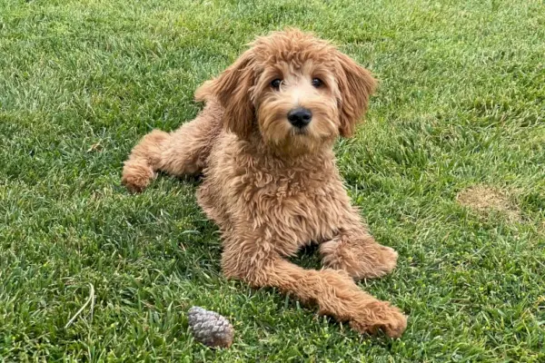 femelă cățeluș goldendoodle