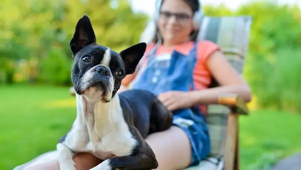 Dog and teenage girl resting in the garden - sweet boston terrier puppy on his lady