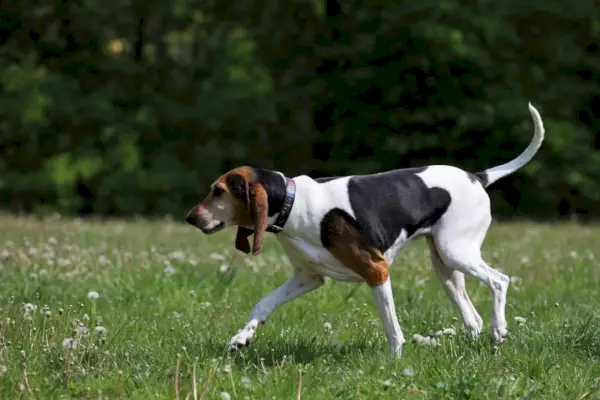 angleški lisičarski pes_RobertArt_Shutterstock