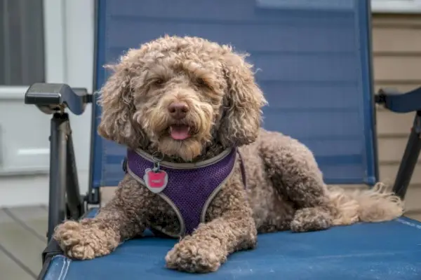 levandulový labradoodle pes