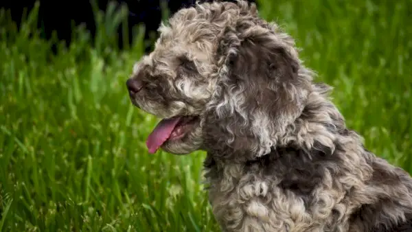 merle štěně australského labradoodle