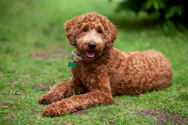 hnědý labradoodle ležící na trávě