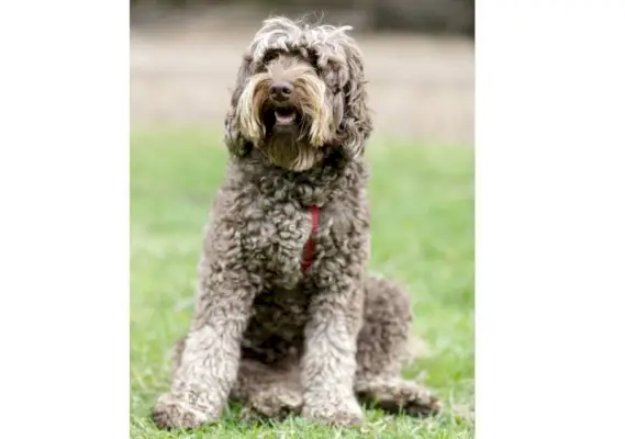 kávový labradoodle pes