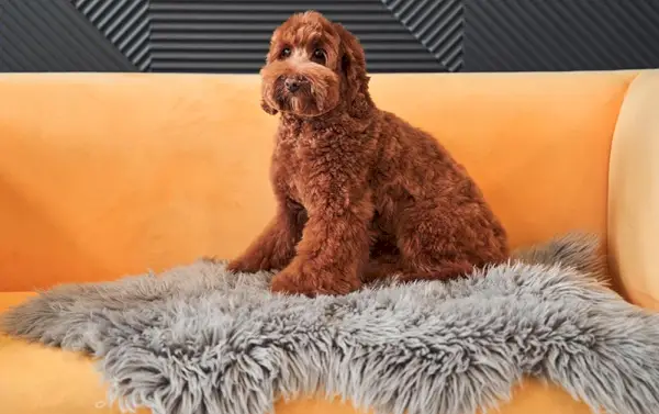 Roztomilý meruňkový labradoodle pes sedí na žluté pohovce