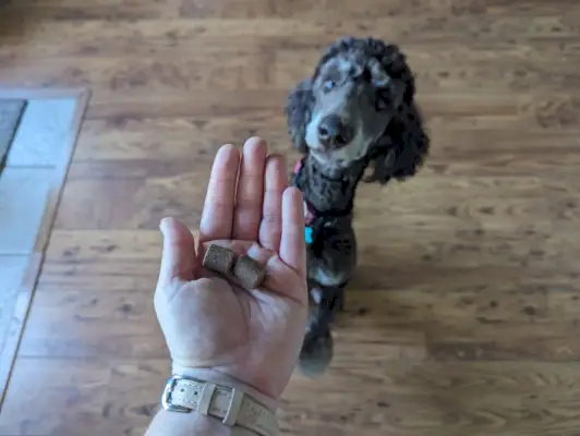 šuo žiūri į ranką su finn papildais