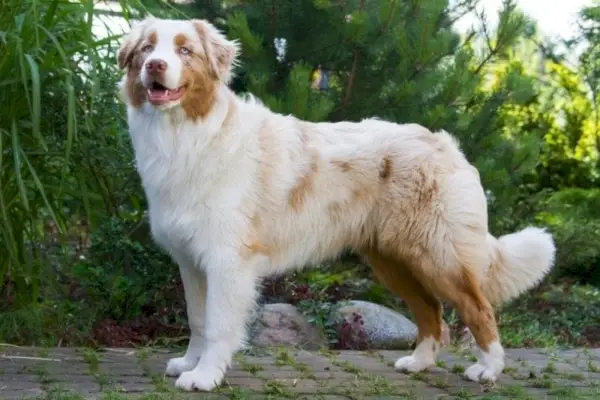 Austrálsky ovčiak Red Merle