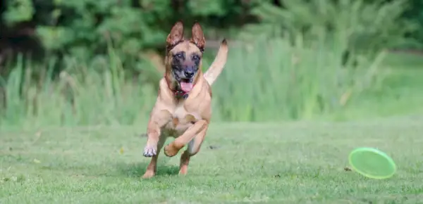 זכר מלינואה בלגי משחק על הדשא