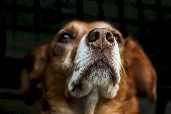 primer plano de perro blanco y tostado