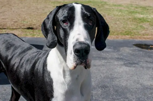 primo piano di un cane alano mantello